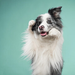 A border collie with a joyful expression, mouth slightly open, appearing cheerful.
