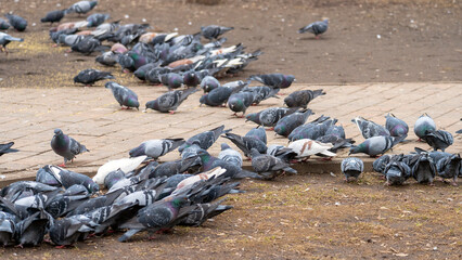 A large flock of pigeons are gathered on a brick walkway. The birds are eating from a feeder, and there are many of them in the scene