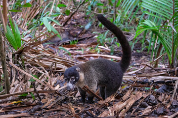 Quepos, Costa Rica - November 16, 2025: A white-nosed coati also known as pizote in Manuel Antonio National Park in Costa Rica.