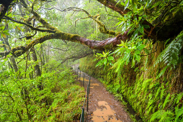 Wet Levada do Caldeirao Verde walking trail in Madeira