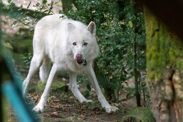 Obraz premium Loup Blanc