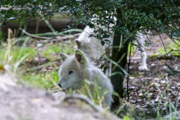 Loup Blanc