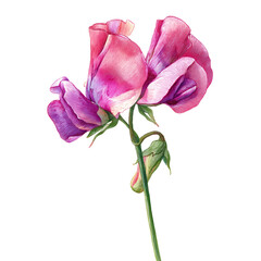 Beautiful Pink Sweet Peas Blooming in Early Spring Sunshine