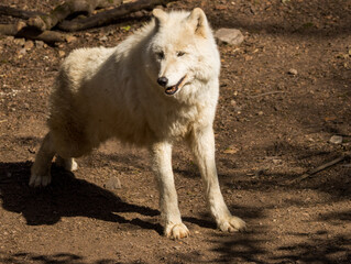 Loup Blanc