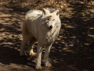 Obraz premium Loup Blanc