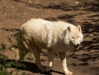 Obraz premium Loup Blanc