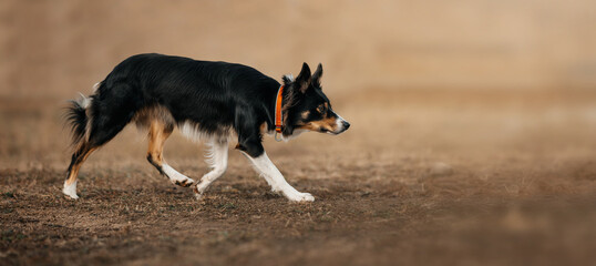 Border Collie Tricolor Stalking Outdoors. A focused tricolor Border Collie moves across a dry field...