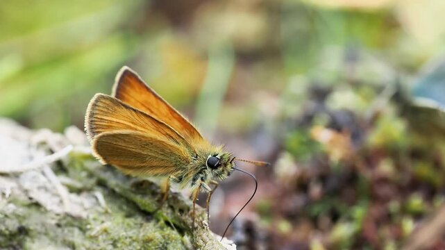 Hesp&eacute;rie de la houque (Thymelicus lineola) dans la v&eacute;g&eacute;tation alpine &agrave; Tignes, France &ndash; Papillon de jour en comportement naturel