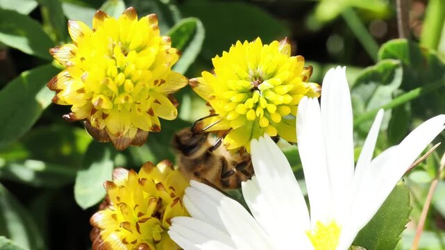 Abeille domestique (Apis mellifera) butinant des fleurs alpines &agrave; Tignes, France &ndash; Hym&eacute;nopt&egrave;re pollinisateur en activit&eacute;