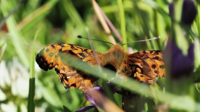Nacr&eacute; de la rosi&egrave;re (Boloria napaea) dans la flore alpine &agrave; Tignes, France &ndash; Papillon en alimentation et comportement naturel