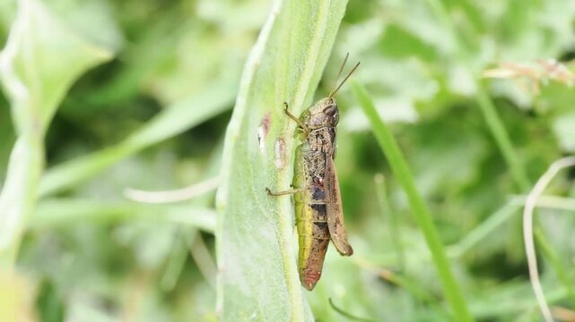Criquet Chorthippus apricarius sur v&eacute;g&eacute;tation alpine &agrave; Tignes, France &ndash; Orthopt&egrave;re en comportement naturel