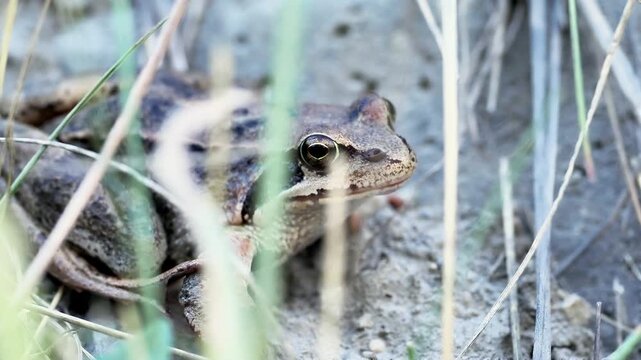 Grenouille rousse (Rana temporaria) dans une zone humide alpine &agrave; Tignes, France &ndash; Amphibien en comportement naturel