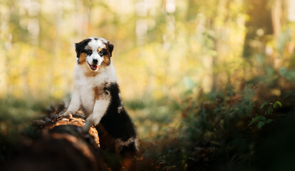 Australian Shepherd Tricolor Puppy Standing on Log in Forest. A tricolor Australian Shepherd puppy...