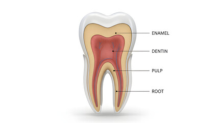 human teeth anatomy illustration showing structure and parts of tooth
