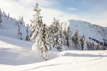 Schneebedeckte B&auml;ume in den Alpen, Winterlandschaft 
