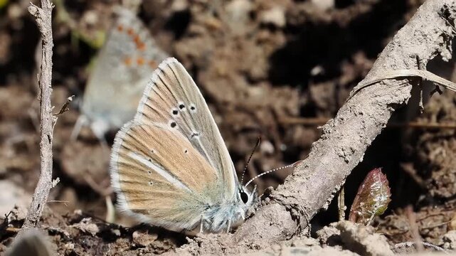 Azur&eacute; de la faucille (Polyommatus damon) pos&eacute; au sol &agrave; Tignes, France &ndash; L&eacute;pidopt&egrave;re bleu en comportement naturel