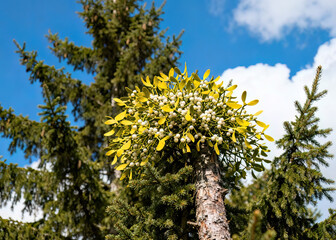 Mistletoe (Viscum album) is commonly known as European mistletoe, white mistletoe, or simply mistletoe. It is native to Europe, western, and southern Asia.

