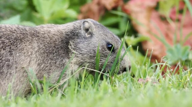 Marmotte des Alpes (Marmota marmota) en activit&eacute; dans une prairie alpine &agrave; Tignes, France &ndash; Comportements sociaux, alimentation et d&eacute;placements