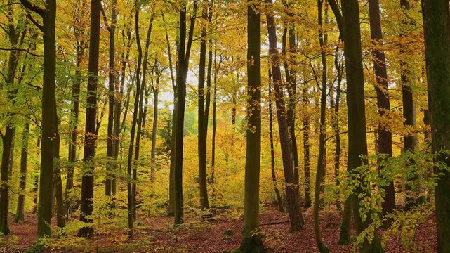 Laubwald, Buche, Eiche, Herbst, Spessart, Bayern, Deutschland