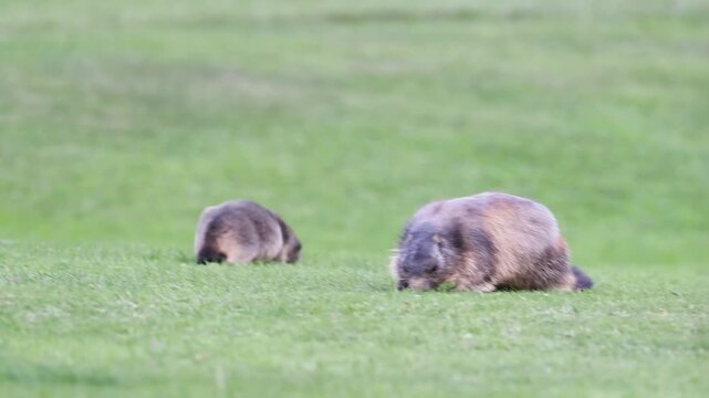 Marmotte des Alpes (Marmota marmota) en activit&eacute; dans une prairie alpine &agrave; Tignes, France &ndash; Comportements sociaux, alimentation et d&eacute;placements