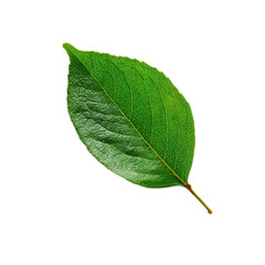 Obraz premium A leaf is shown on a white background