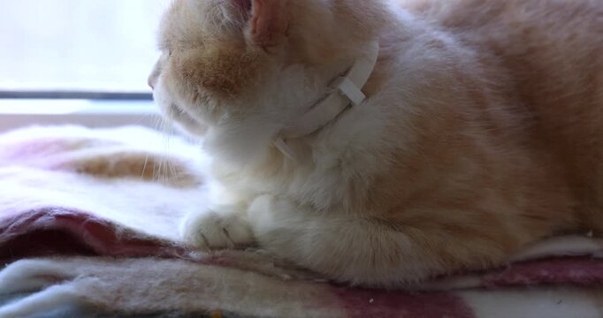 Ginger cat with a flea collar licking its nose