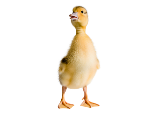 Sweet Newly Hatched Duckling Standing Upright in a Clean Isolated Pose for Adorable Wildlife Themes