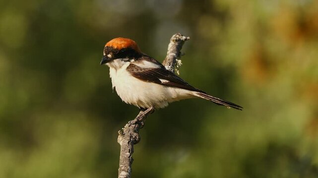 woodshal shrike sits on a thin branch, looks around, flies away 129 
