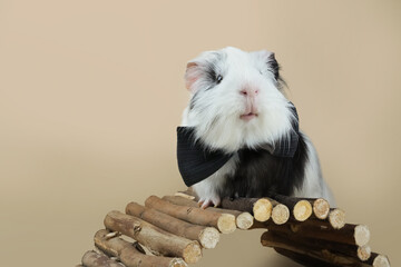 A cute guinea pig wearing a black bow tie stands on a small wooden bridge. The background is soft and neutral, highlighting the pet's adorable expression and fur.