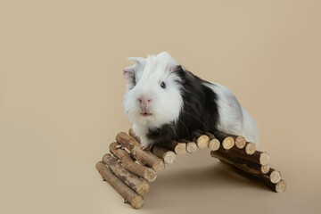 A friendly guinea pig explores a wooden bridge, showcasing its fluffy black and white fur. The setting is simple and light, focusing on the pet's playful nature and curiosity.