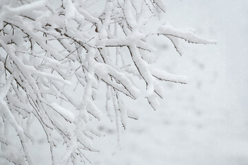 Snow blankets the delicate branches of trees in a peaceful forest. The quiet setting reflects a calm and chilly winter day, evoking feelings of tranquility.