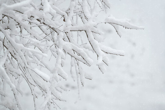 Snow blankets the delicate branches of trees in a peaceful forest. The quiet setting reflects a calm and chilly winter day, evoking feelings of tranquility.