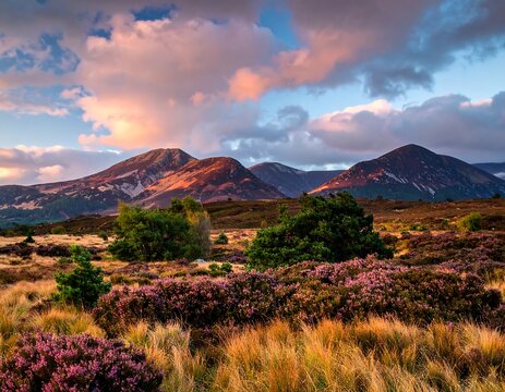 Scenic Irish Landscape at Dusk - Mountains, Heather, and Golden Grass.