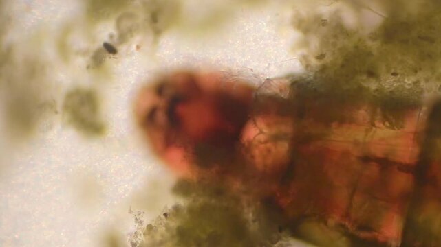 Microscopic Creature Bloodworm Midge Larva