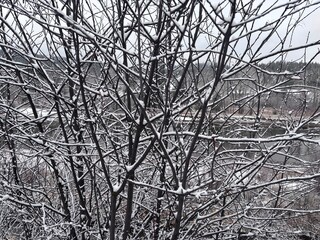 Obraz premium Tree branches covered with snow along the Bitterroot River in Western Montana. 