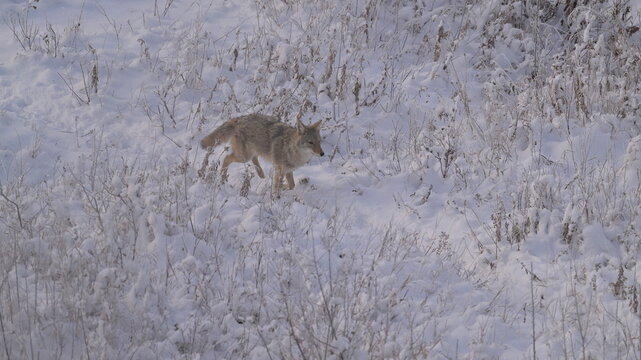 coyote in the snow, winter in the forest, river in winter, season, Canada, Rockies Mt. nature, wildlife, Canada geese, coyote
