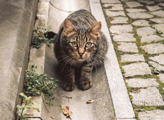 Cat photography. Portrait of a grey striped stray cat outdoors in the street. Look of surprise,...