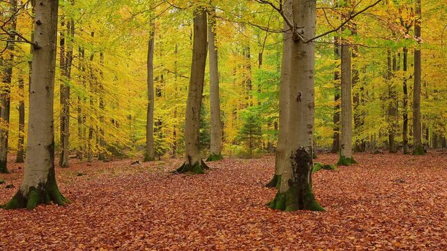 Laubwald, Buche, Eiche, Herbst, Spessart, Bayern, Deutschland