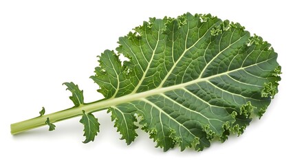 A fresh, vibrant green kale leaf, showcasing its distinctive ruffled texture and rich color, symbolizing healthy eating, organic produce, and a nutritious diet, isolated on white background