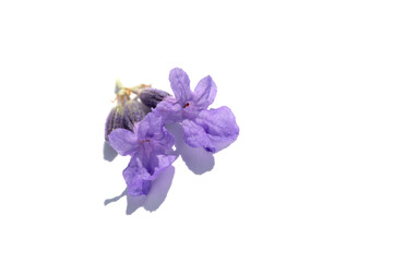 Vivid purple lavender flower closeup captured in bright light against a clean white background. Ideal for nature, beauty, wellness, spa, or minimalist floral design projects.