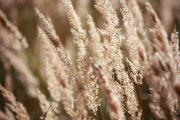 Fototapeta premium Macro Shot Of Beige Pampas Grass Or Wild Reeds Backlit By The Sun. A Soft And Natural Autumn Background.