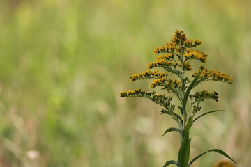 Bright Yellow Flowers Of A Solidago Plant Against A Blurred Meadow Background. A Symbol Of Late Summer And Allergy Season.