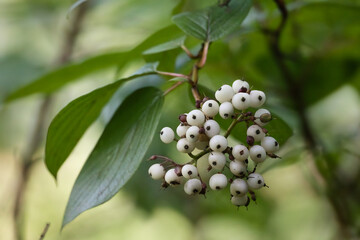 A Branch Of A Dogwood Bush With Spherical White Fruits. A Natural Close Up Of Late Summer Flora In The Garden.