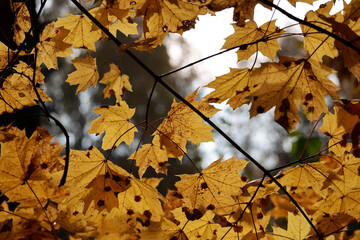 A Low Angle Shot Of Translucent Autumn Foliage On Branches. The Sunlight Reveals The Veins And Texture Of The Golden Leaves.