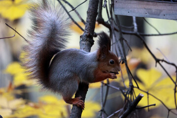 A Fluffy Sciurus Vulgaris Sitting On A Dark Branch With Yellow Blur Background. Wildlife Portrait Of A Rodent Preparing For Winter.