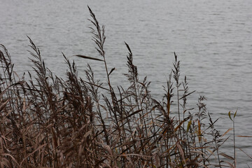 Autumn Landscape Detail With Brown Grass Stalks By The Lake. A Melancholic Scene Of Nature In Cold Weather.