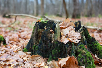 An Old Decaying Stump Surrounded By Colorful Fallen Leaves. The Dark Charred Looking Wood Contrasts With The Bright Ground.