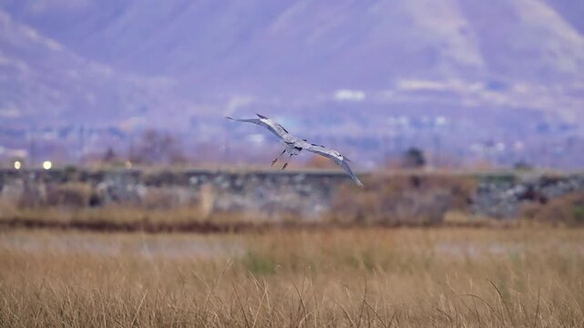 Great Blue Heron coming in for a landing into the reeds at Utah Lake in slow motion.