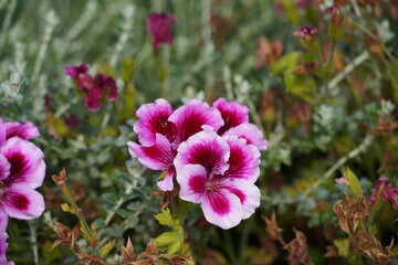 Obraz premium Pink regal pelargonium flowers