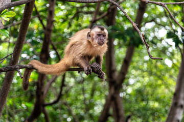 Little monkeys at the broom village in Vassouras, Barreirinhas, Maranhao, Brazil